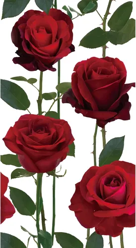 Zonon 50 toallas de papel de rosas rojas para invitados, servilletas florales de 2 capas desechables de papel de mano, toallas de mano decorativas