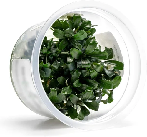 Miniatura 9 de Planta viva SubstrateSource - Hierba enana Eleocharis Belem cultivada en tejidos acuáticos para acuario - 100% libre de caracoles en copa in vitro