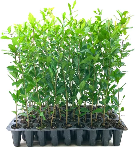 Roble vivo del sur | Quercus Virginiana | 10 plantas vivas | Árbol de sombra pintoresco duradero | Follaje verde oscuro