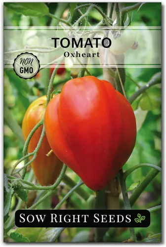 Sow Right Seeds - Semilla de tomate rosa Oxheart para plantar - Paquete de reliquia sin OMG con instrucciones para plantar un huerto casero -