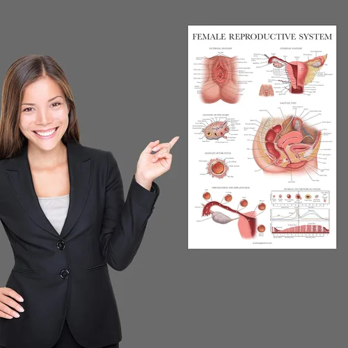 Miniatura 4 de Palace Learning Paquete de 2 gráficos anatómicos del sistema reproductivo masculino y femenino, juego de carteles de anatomía masculina y femenina