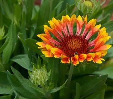 Miniatura 4 de Manta india Gaillardia Nice Garden Flower de Seed Kingdom 1,200 Seeds