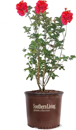 Miniatura 41 de American Plant Exchange Black Diamond Shell Pink Crape Myrtle Tree Live, maceta de 1 galón, 1-1.5 pies de alto, flores rosas vibrantes, tolerantes a
