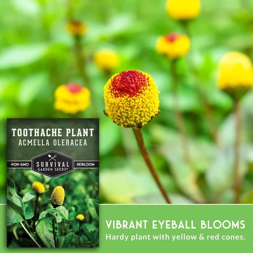 Miniatura 4 de Acmella Oleracea Spilanthes - Semillas de plantas para el dolor de muelas para plantar, botón de zumbido, hierba medicinal eléctrica y flor