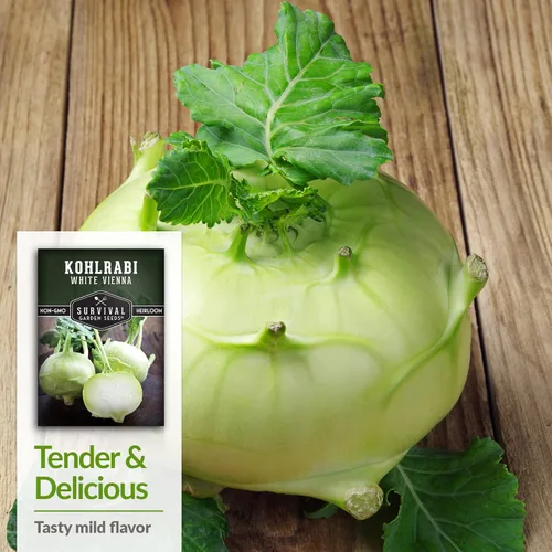 Miniatura 4 de Survival Garden Seeds - Semilla de colinabo blanco de Viena para plantar - Paquete con instrucciones para plantar y cultivar verduras crucíferas