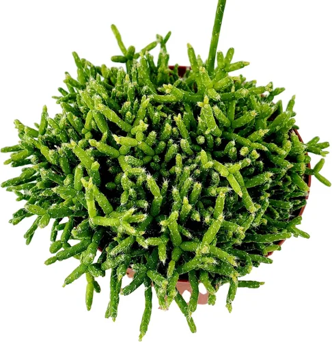 Miniatura 8 de Cadena de perlas (Senecio Rowleyanus) - Plantas vivas rastreras totalmente enraizadas y en floración - Rara planta de interior para decoración