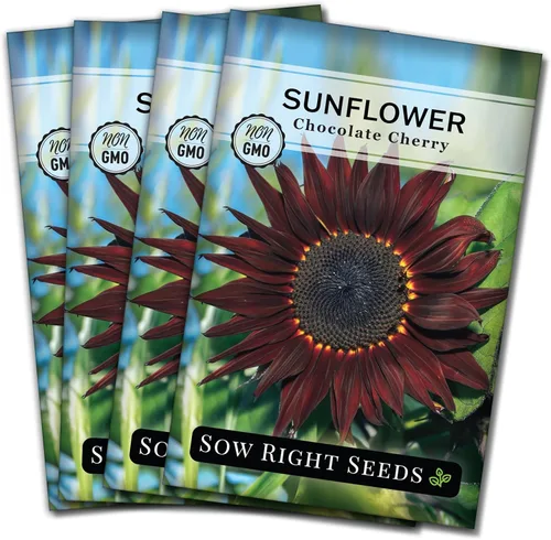 Miniatura 9 de Sow Right Seeds - Semillas de girasol de cereza y chocolate para plantar - Paquete de reliquia sin OMG con instrucciones para cultivar - Hermosa