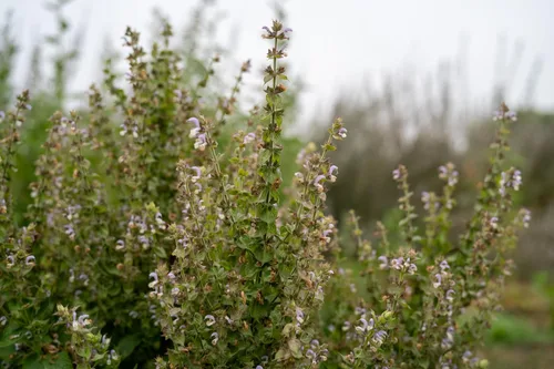 Miniatura 3 de Plant Good Seed Semillas orgánicas de salvia clara para plantar: hierba para cosméticos, flores moradas fragantes - Paquete de 50 semillas