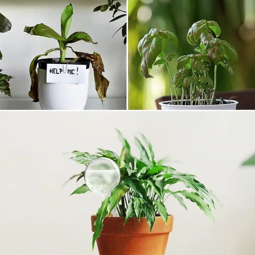 Miniatura 3 de AOPANDA Globos de riego para plantas, inserto de maceta de riego automático, bombillas de riego automático de plástico, gran capacidad, para plantas