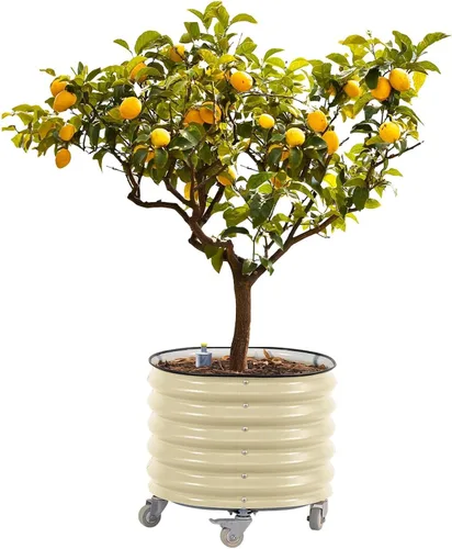 Miniatura 9 de Maceta de metal rodante para árboles cítricos Gen 2, maceta redonda grande con riego automático para cultivar árboles, tomates, plantas y flores al