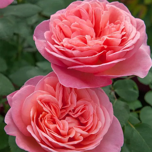 Miniatura 2 de Own-Root - Rosa de té híbrida Sweet Mademoiselle™ de un galón de Heirloom Roses