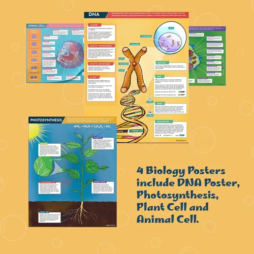 Miniatura 5 de Hubble Bubble Kids Carteles de ciencia para decoración de aulas: 4 carteles de biología incluyen póster de ADN, fotosíntesis, células vegetales