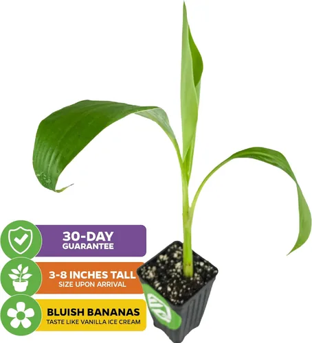 Miniatura 2 de Planta viva de árbol de plátano para helado - Musa acuminata - Planta inicial de Wellspring Gardens - Plantas fáciles de cultivar para amantes