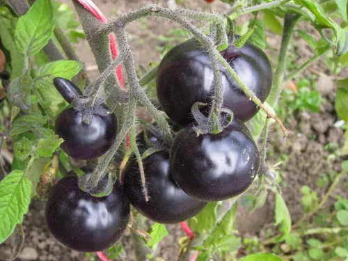 Miniatura 3 de Semillas Raras Tomate Indigo Rose American Blue Medium Vegetal para plantar Heirloom Non GMO