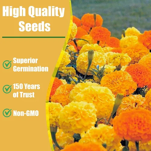 Miniatura 7 de Park Seed Whopper - Semillas de flores de caléndula amarilla, flores gigantes de 4 pulgadas totalmente dobles, tolerantes a la botrytis y Amarillo