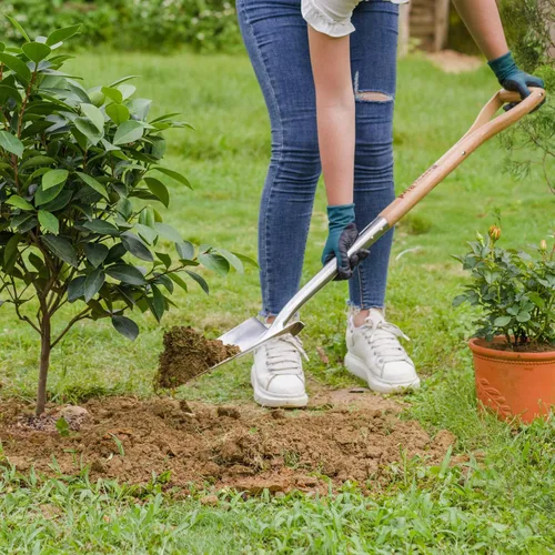 Miniatura 7 de Berry&Bird Pala de zanja, pala de drenaje de jardín con mango de madera, pala de plantación de jardinería de acero inoxidable de 42.5 pulgadas, pala