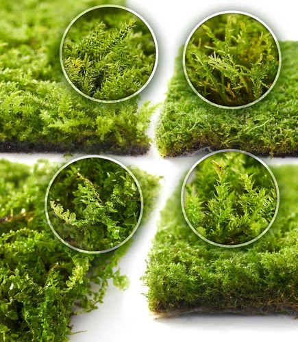 Live Moss - Paquete de 4 (cada uno de 3.5 x 7 pulgadas), musgo mezclado real para terrarios, hábitats de reptiles, jardines de hadas y plantas en