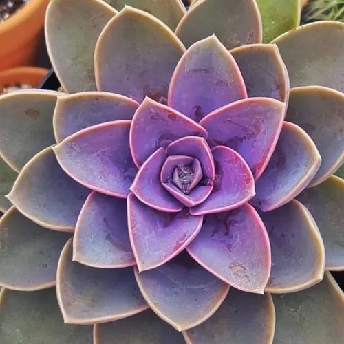 Miniatura 8 de Echeveria Suculents - Plantas vivas para cultivar, suculentas de Echeveria vivas, plantas de Echeveria vivas, suculentas de Echeveria viva, púrpura