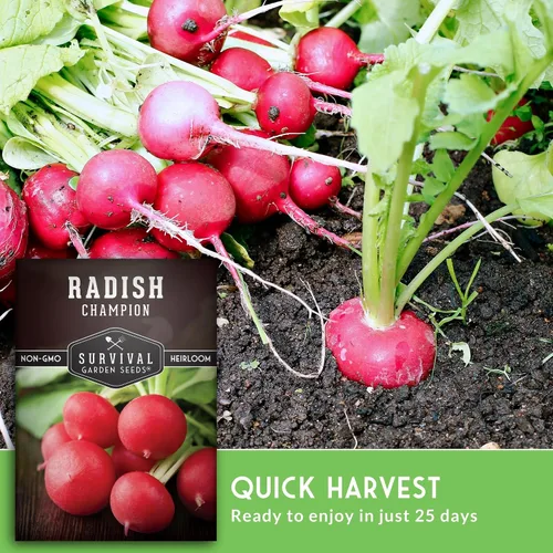Miniatura 4 de Champion - Semillas de rábano para plantar, reliquia de rápido crecimiento para jardines de primavera y otoño, rábanos rojos redondos grandes, pulpa