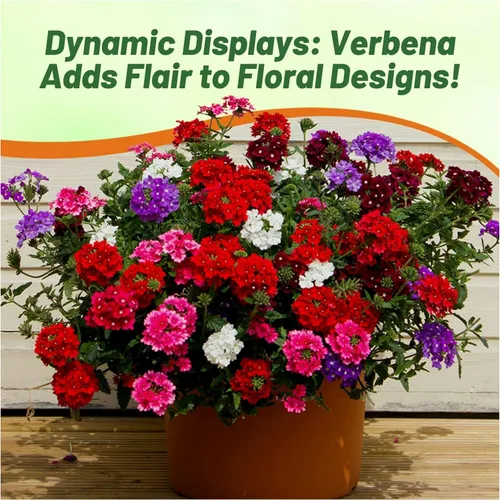 Miniatura 6 de Outsidepride Florist Mix - Semillas de verbena para plantar, 1000 unidades. Anual, tolerante a la sequía y fácil de cultivar, cubierta de suelo