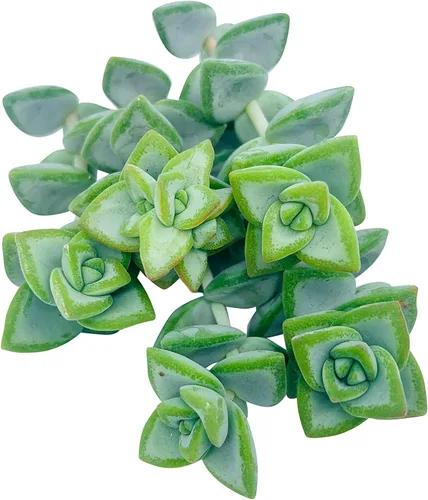 Miniatura 5 de Tallos de suculentas vivas (3 Crassula Rupestris), plantas suculentas vivas, planta suculenta sin raíces, plantas de interior vivas para decoración