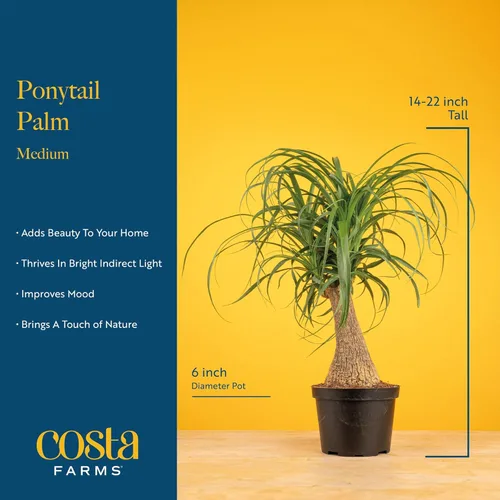 Miniatura 4 de Costa Farms Palma de Cola de Caballo, Planta Viva en Maceta Decorativa, Fácil de Mantener, Planta de Interior Perfecta para el Hogar, Habitación u