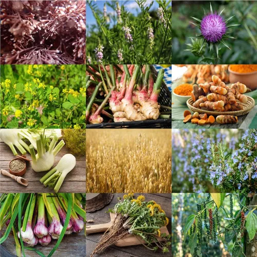 Miniatura 3 de Las mejores tabletas de suplemento de lactancia orgánicas - Goats Rue, Cardo de leche bendito, fenogreco - Aprobado por consultores de lactancia