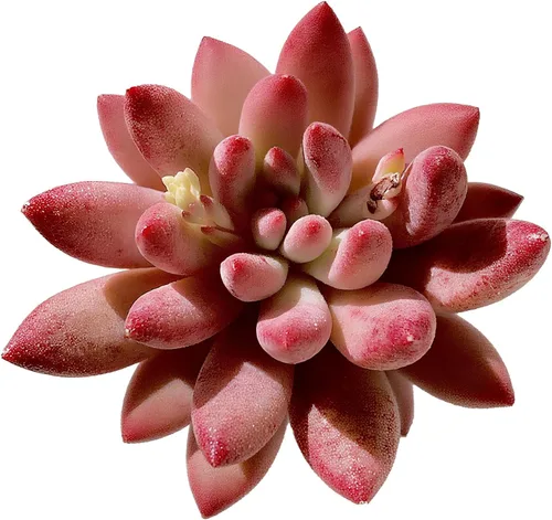 Miniatura 10 de Succulent Plants Live– Easy Care Bare Root Succulents for Indoor Outdoor Decor, Mini Live Plants for Home, Garden, Office, & Gift Ideas