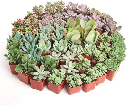 Miniatura 3 de Shop Succulents Colección de bodas Surtido de plantas suculentas a granel vivas Pequeñas suculentas enraizadas en macetas de 2 pulgadas