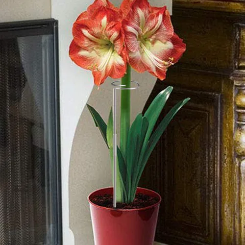 Miniatura 3 de Estacas para plantas de 30 pulgadas o 16 pulgadas para flores, paquete de 5 (bricolaje), anillos de soporte de jaula de plantas de acero inoxidable
