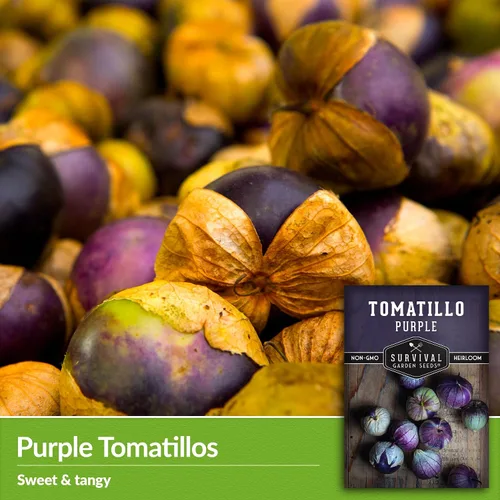 Miniatura 3 de Semillas de tomatillo morado para plantar, tomate de cáscara mexicana de reliquia, vegetal polinizado abierto sin OMG de alto rendimiento para salsa