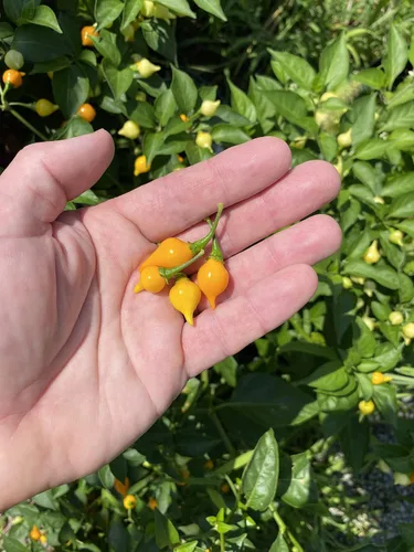 Miniatura 2 de Semillas de primera calidad para plantar semillas de pimienta biquinho chupetinho amarilla