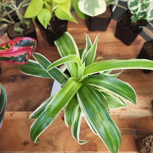 Miniatura 10 de Plantas de interior vivas fáciles de cultivar (paquete de 6), colección de lujo de plantas de interior purificadoras de aire, peperomia, plantas
