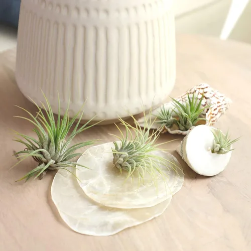 Miniatura 2 de Planta de aire con poca luz (4 unidades) Tillandsia Plantas de aire vivas Plantas de interior vivas Plantas de interior vivas Plantas suculentas
