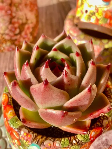 Echeveria Agavoides - Kit de suculentas de dragón azul, con maceta de plástico, 1 cabeza de 2 pulgadas, planta viva de 2 pulgadas, suelo comprimido