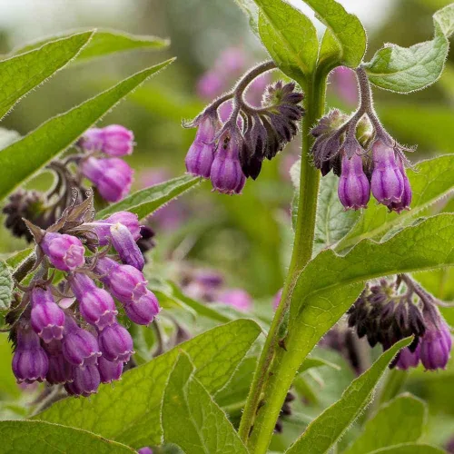 Miniatura 6 de 80 semillas de consuelda Symphytum Officinale - Semillas de jardín frescas reliquia sin OMG