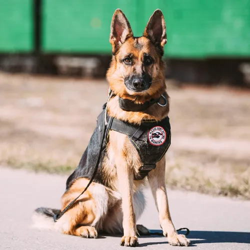 Miniatura 4 de AXEN 10 parches tácticos de moral para arnés de chaleco de perro, parches de gancho y lazo para perro de servicio bordado completo para chaleco 10