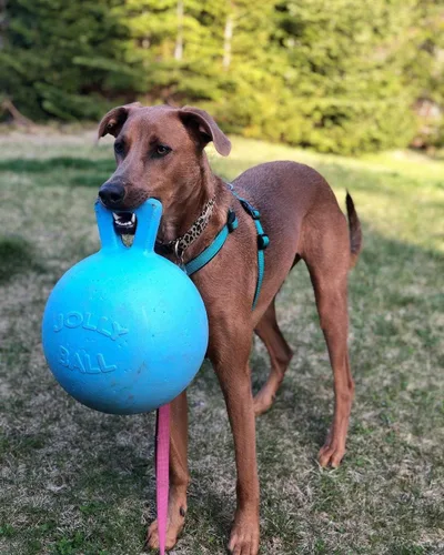 Miniatura 2 de Jolly Pets Tug-n-Toss - Pelota de juguete resistente para perros con asa, 10 pulgadas/XL, arándano para todos los tamaños de raza Azul (Arándano)
