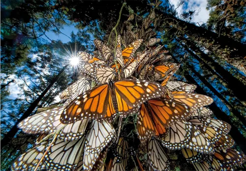 Miniatura 2 de Clementoni - 39732 - Puzzle National Geographic - Mariposas Monarca - Rompecabezas de 1000 piezas, rompecabezas para adultos, rompecabezas