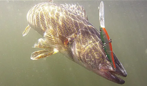 Miniatura 5 de Berkley Flicker Anzuelo de pesca con señuelo de pececillo, Negro Plateado, 1/3 oz, 3 1/2 pulgadas 9 cm de anzuelos tipo Crankbaits, perfil
