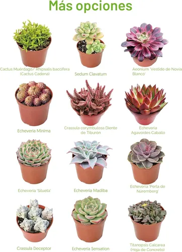 Miniatura 7 de Suculentas vivas "Baby Toes" (4 pulgadas), plantas suculentas totalmente enraizadas en macetas con tierra, planta de casa de fácil cuidado