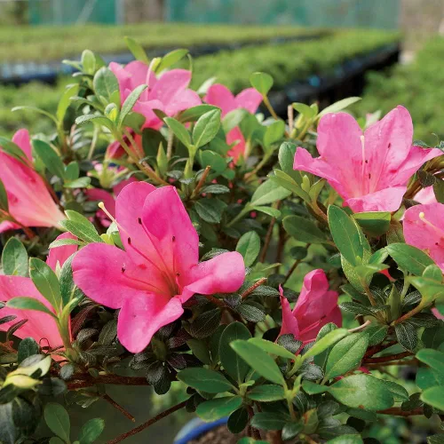 Miniatura 2 de Brussel's Bonsai Live Satsuki Azalea Bonsai, árbol de flores vivas, para exteriores, pequeño, 5 años de edad, 5 a 8 pulgadas de alto, paquete de 2