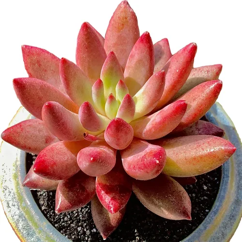 Generic Echeveria - Plantas suculentas vivas raras de cerezas, 1 maceta de tamaño de 2 pulgadas, planta viva rosa, excluye maceta y tierra,
