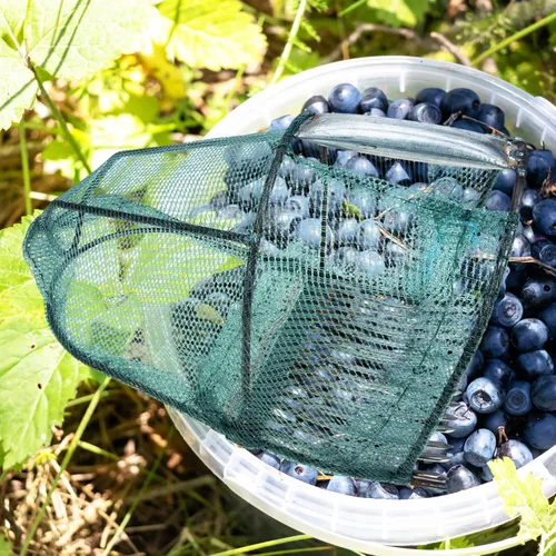 Miniatura 5 de HANABASS Recogedor de bayas de arándanos, rastrillo de arándanos, pala de jardín con peine metálico para recolección de bayas para arándanos