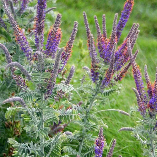 Miniatura 7 de Outsidepride Leadplant Semillas de flores silvestres – 2000 piezas de semillas de flores silvestres perennes, similares a arbustos, tolerantes a