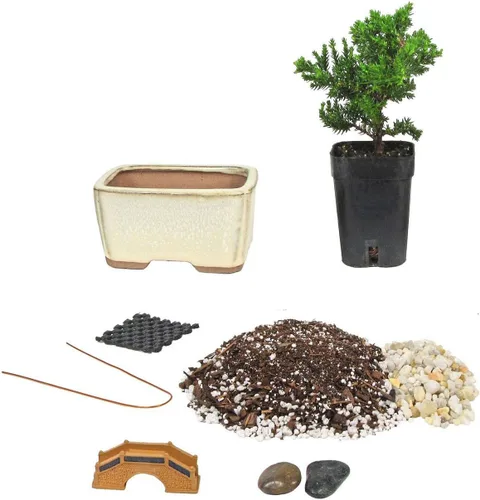 Kit de inicio de árbol bonsái de Eve, kit completo de bricolaje con enebro japonés de 2 años. No se puede enviar a CA California y HI Hawaii