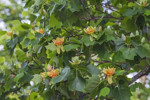 Plántula de álamo tulipán para plantar | Plántula de árbol vivo (1 árbol) - No Ship to California