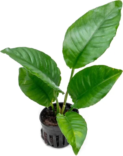 Miniatura 44 de SubstrateSource Plantas vivas – Anubias Hastifolia (Anubias hastifolia) – Luz baja a moderada, hojas en forma de flecha de color verde medio a