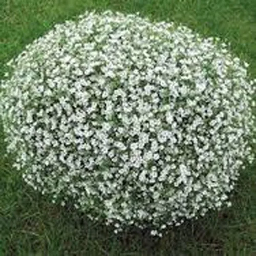 Miniatura 3 de Baby's Breath 100 semillas recién cosechadas, hermosas flores como la nieve