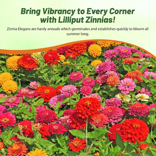 Miniatura 6 de Outsidepride - Zinnia Elegans, planta anual, Lilliput Flower Seed Mix, mezcla de semillas de flores para plantar, 1 libra